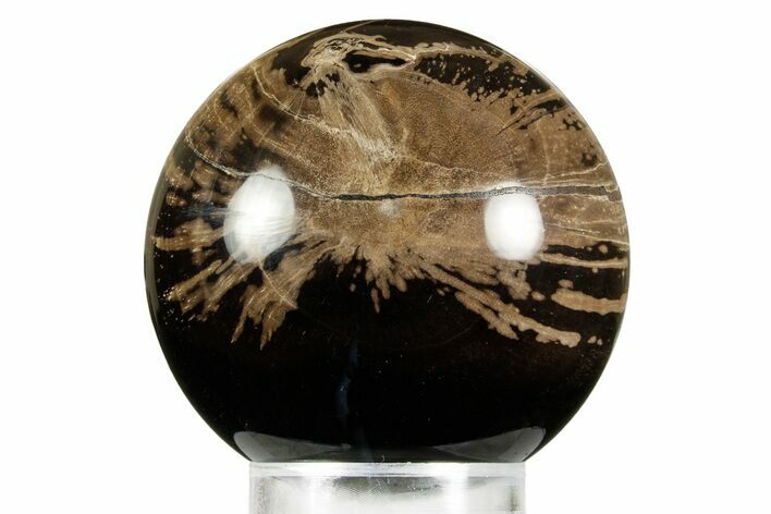 Polished Petrified Wood (Schinoxylon) Sphere - Wyoming #370892